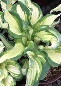 Hosta 'Ghost Spirit'